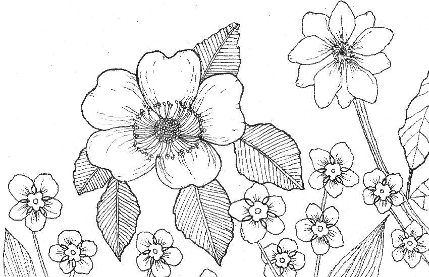 Coloring Book Pages - Watercolor & Mixed Media - LOOSE SHEETS