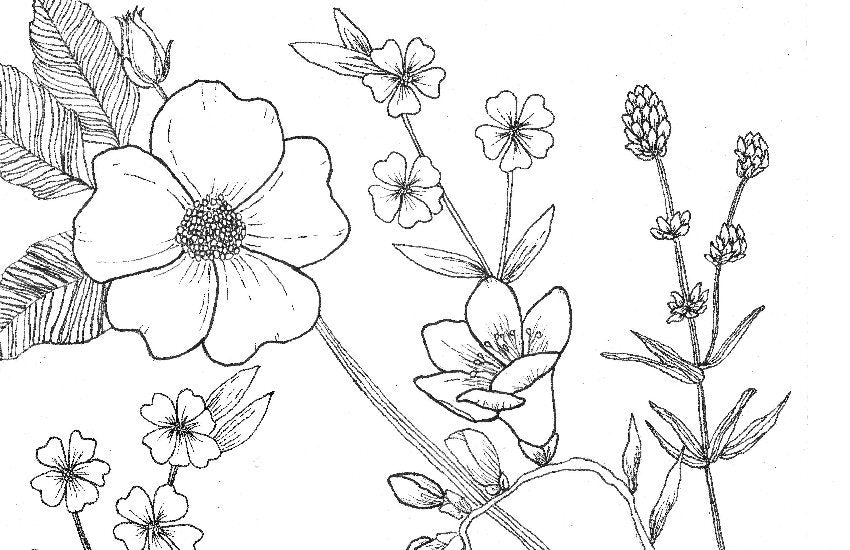 Coloring Book Pages - Watercolor & Mixed Media - LOOSE SHEETS