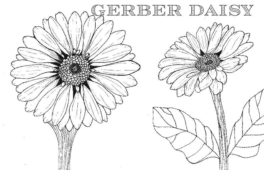 Coloring Book Pages - Watercolor & Mixed Media - LOOSE SHEETS