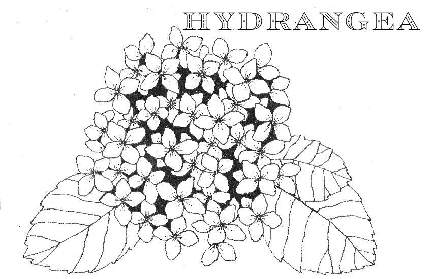 Coloring Book Pages - Watercolor & Mixed Media - LOOSE SHEETS