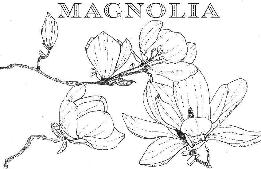 Coloring Book Pages - Watercolor & Mixed Media - LOOSE SHEETS
