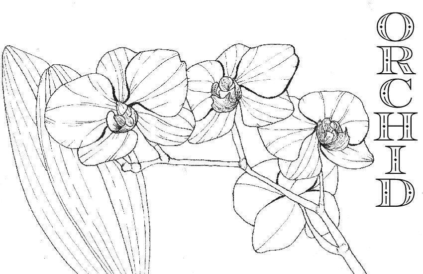 Coloring Book Pages - Watercolor & Mixed Media - LOOSE SHEETS