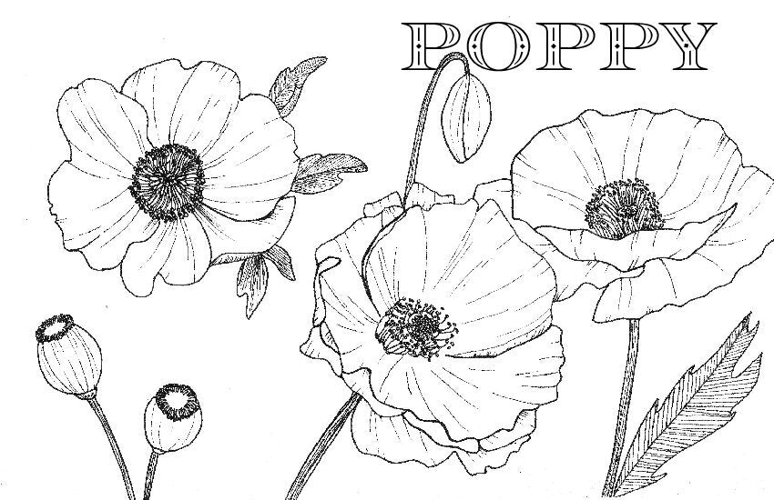 Coloring Book Pages - Watercolor & Mixed Media - LOOSE SHEETS
