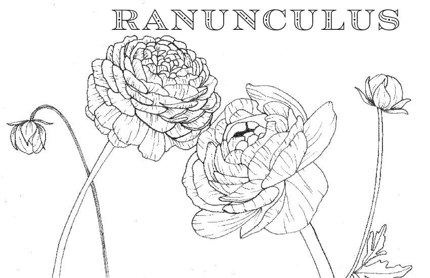 Coloring Book Pages - Watercolor & Mixed Media - LOOSE SHEETS