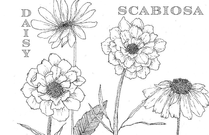 Coloring Book Pages - Watercolor & Mixed Media - LOOSE SHEETS