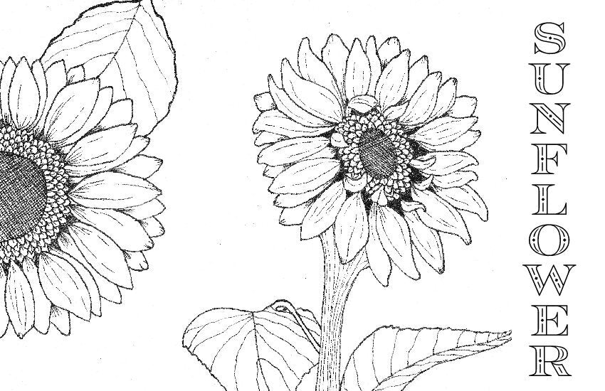 Coloring Book Pages - Watercolor & Mixed Media - LOOSE SHEETS