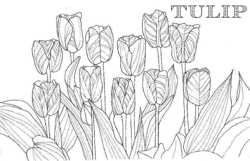 Coloring Book Pages - Watercolor & Mixed Media - LOOSE SHEETS