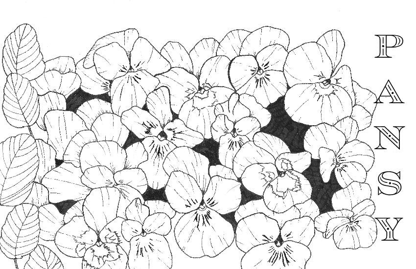 Coloring Book Pages - Watercolor & Mixed Media - LOOSE SHEETS