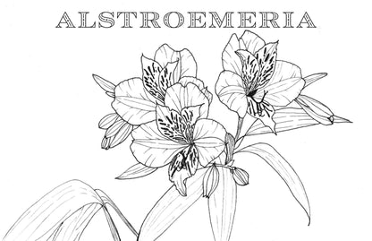 Spiral Bound Coloring Book - Watercolor & Mixed Media