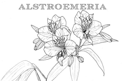 Coloring Book Pages - Watercolor & Mixed Media - LOOSE SHEETS