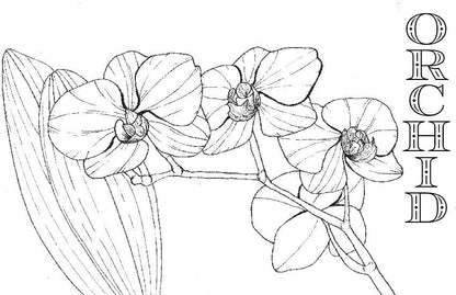 Spiral Bound Coloring Book - Watercolor & Mixed Media