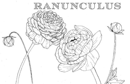 Spiral Bound Coloring Book - Watercolor & Mixed Media